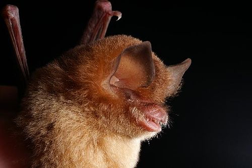 Jamaican greater funnel-eared bat